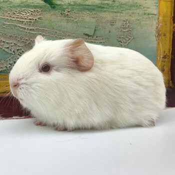 荷兰猪活体豚鼠活物猪天竺鼠黑豚菜彩豚荷兰兔白豚宠物猪荷兰鼠 纯白