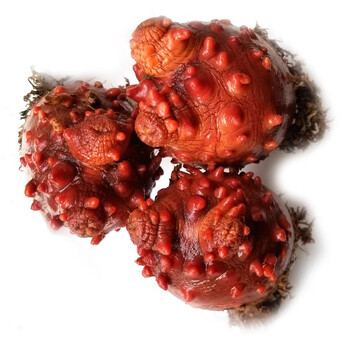 海鲜阁现货真海鞘海菠萝海石榴海奶子海鲜生鲜料理海鲜水产顺丰速运