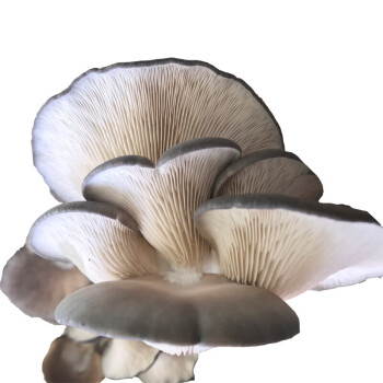 鲜蘑菇的种类及图片图片