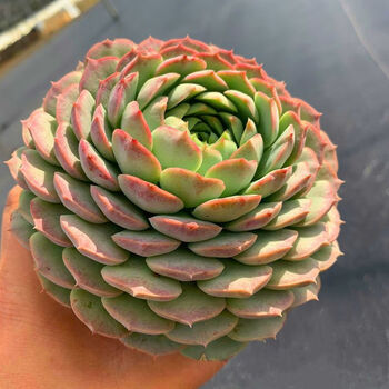 露养朱砂痣多肉植物老桩好养活室内阳台花卉绿植盆栽盆景大盆组合 单