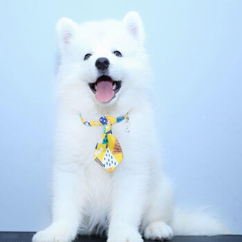 30天保障 纯种微笑天使萨摩耶幼犬幼崽活体纯种宠物狗萨摩耶犬幼犬活体雪橇三傻颜值s级公 图片价格品牌报价 京东 30天保障 纯种微笑天使萨摩耶幼犬幼崽活体纯种宠物狗萨摩耶犬幼犬活体雪橇三傻颜值s级公 图片价格品牌报价 京东