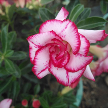 盆栽绿植沙漠玫瑰花室内植物花卉多肉植物红双喜三年大苗基地直销不含盆 图片价格品牌报价 京东