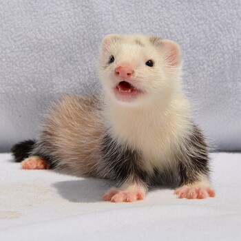 貂宠物貂活体稀有安格鲁貂活貂好养活水貂小龙貂懒人宿舍小型雪貂美洲