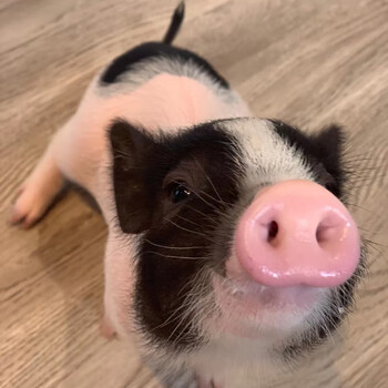 小型可爱网红泰国迷你小香猪幼体长不大活体宠物猪好养幼崽活物猪