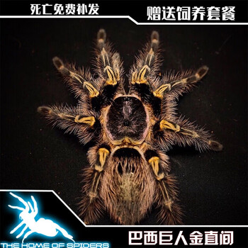 巴西巨人金直间宠物蜘蛛温顺没毒可上手新手入门经典品种1012厘米母