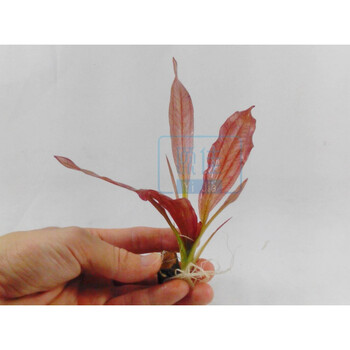 真水草 红旦红蛋 皇冠 鱼缸 水族箱 造景 观赏 装饰 活体 红旦10个