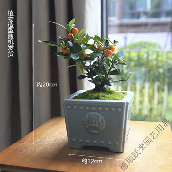 优洒金豆盆景年桔金桔办公室桌面绿植小盆栽带果植物好养喜庆乔迁植物