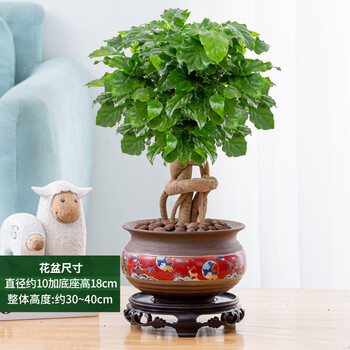 客厅好养四季常青吸甲醛花卉盆景平安树 5年提根幸福树(618红鹿盆) 带
