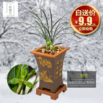 一枝国兰矮种细叶春兰花苗江南雪冬带浓香味花苞迷你客厅大型办公室鲜花卉盆栽室内外除甲醛绿植物盆景3苗连体裸根 收藏送肥 图片价格品牌