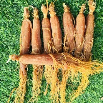 药房直售长白山人参东北红参整支8年干人参整枝高丽红参红人参8年超大