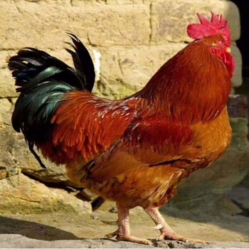 生态散养王红毛大公鸡苗100只