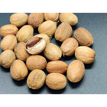 中材超细葫芦巴豆仁芦巴子葫芦巴种子奶巴豆茶粉胡芦巴豆粉 巴豆整个