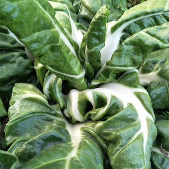 厚皮菜四川特产牛皮菜新鲜厚皮菜蔬菜重庆瓢儿菜莙荙