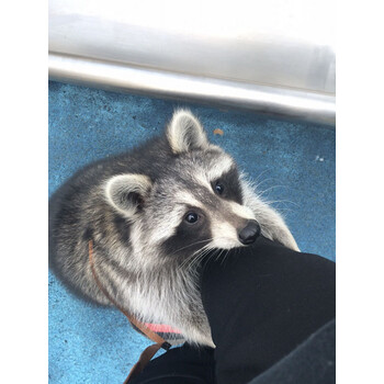 国产浣熊活物小幼崽好养耐活认主粘人适合新手养的罕见订金 变异白色