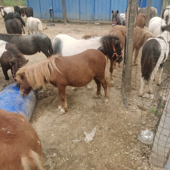 乘騎馬觀賞寵物馬活物矮馬真馬動物小矮馬 白 設特蘭矮馬【圖片 價格