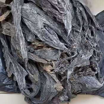 福建霞浦厚海带干货新货福建特产淡干海带散装批发年货海带1斤