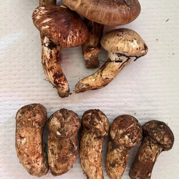巨型白地菇 [现货空运]香格里拉现采现发新鲜松茸菌野生出口级云南