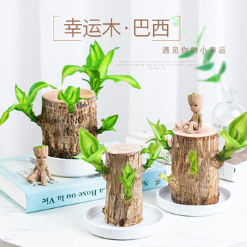 一名花匠巴西木幸运水养植物小办公室内桌面格鲁特四季树桩水培绿植 巴西木(7cm)【不含盆】