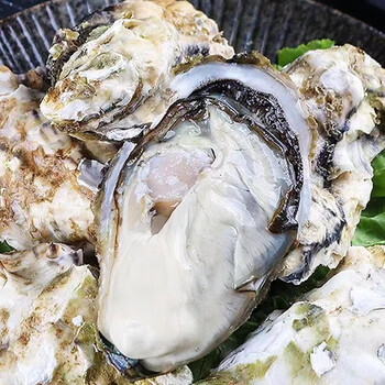 鲜鲜滋谷 【活鲜】 生蚝牡蛎鲜活新鲜带壳海蛎子海鲜水产 xxxl号净重4