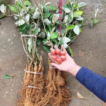 文静花坊 羊奶果特大果形 嫁接羊奶果苗 德甜二号纯甜羊奶果树苗室内