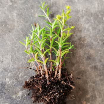 抗肿癌草草垂盆草正宗野生现采中药材三叶佛甲草央视同款10棵带泥冹货