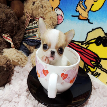 金吉娃娃犬黄白花吉娃娃超小型短毛娃娃犬宠物活体吉娃娃迷你型苹果头