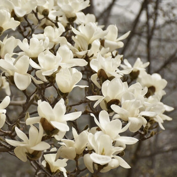 玉兰花树苗大型庭院红黄白紫玉兰树苗广玉兰花苗绿化苗木风景树苗