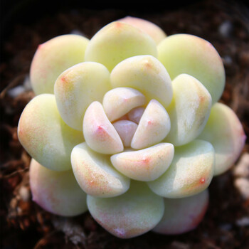 初灿羽之园艺吉娃娃水蜜桃多肉植物办公室内桌面肉肉小盆景盆栽 冰玉