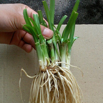 现挖新鲜紫根韭菜根菜苗白根韭菜根宽叶四季盆栽阳台种菜蔬菜苗 老根