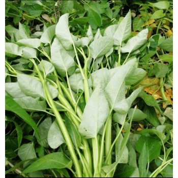 妮姬四川空心菜新鲜农家种藤藤菜蕹菜蓊菜通心菜无心菜空筒菜现摘蔬菜