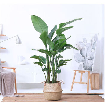 天堂鸟大盆栽鹤望兰花卉室内吸甲醛客厅净化空气网红绿植北欧真花 含