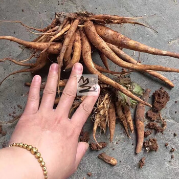 精选伟博深山新鲜大蓟根大刺儿菜大刺盖山萝卜地萝卜中草药煲汤500克