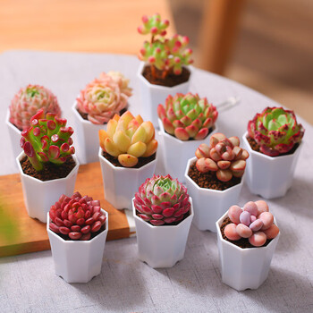 MuMuHome10颗装小八角多肉组合套餐室内阳台花卉绿植盆栽云南基地种好发货 10颗八角套餐（植物随机） 带盆载好