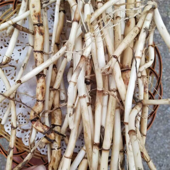 山东特产新鲜蔬菜野生芦苇根芦苇叶干芦根白茅根 新鲜芦韦根纟芍用