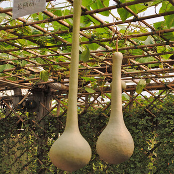 观赏小宝手捻大瓢葫芦攀爬蔓生爬藤爬墙栅栏盆栽植物易种花卉种子长柄