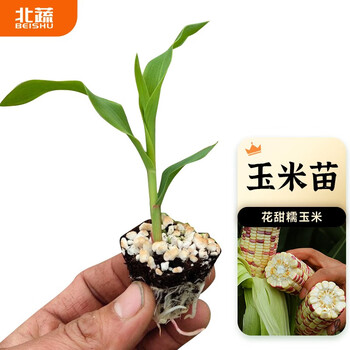 北蔬玉米苗超甜水果玉米种子蔬菜秧苗紫彩玉米苗48棵