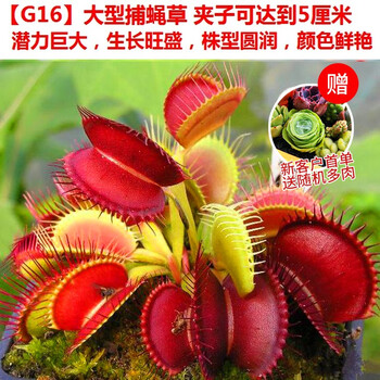 格林童话 懒人盆种好发货 新奇植物捕蝇草超大苗食虫草猪笼草驱蚊草捕蚊草捕虫草g16捕蝇草中苗夹约1 5cm懒人盆带盆栽好 图片价格品牌报价 京东