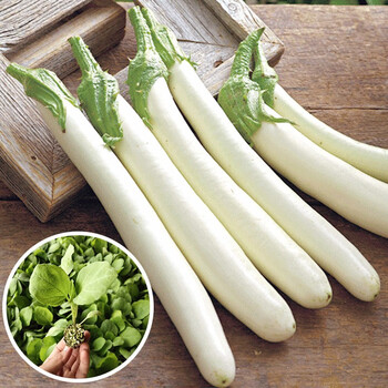 寿禾白蛋茄种子蛋树白色茄子春季播种鸡蛋茄白圆茄瓜盆栽四季寿光蔬菜