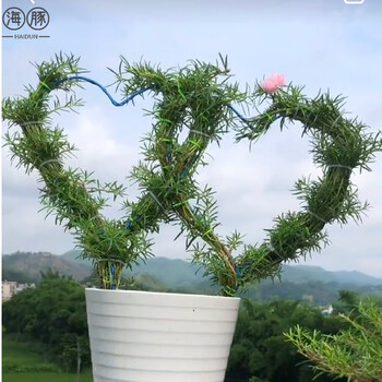网红重瓣太阳花苗大朵开花时间长树状老桩长枝条订制造型盆栽 双心