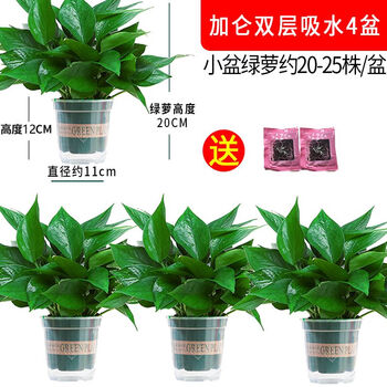 养懒人绿萝吸收植物办公桌面花卉绿萝盆栽花盆 120#绿加仑自吸4盆 2肥