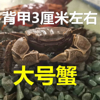 瑾伦将军蟹宠物蟹毛蟹活体观赏水族大号将军蟹9只
