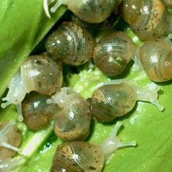 白玉蜗牛活体幼蜗牛小白玉蜗牛宠物小蜗牛活体精品学生幼儿园观赏实验