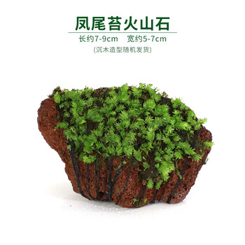 鱼缸水草植物活体懒人水草造景套餐真草增氧水草沉木水榕阴性水草凤尾苔火山石 图片价格品牌报价 京东