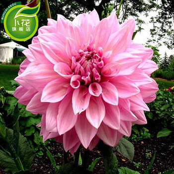 婷笑大丽花多个品种球根花卉大丽菊地瓜花大丽花种球种子盆栽植物粉红之春 图片价格品牌报价 京东 婷笑大丽花多个品种球根花卉大丽菊地瓜花大丽花种球种子盆栽植物粉红之春 图片价格品牌报价 京东