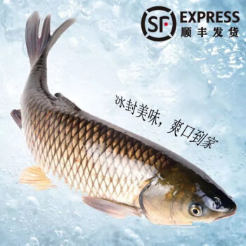 广东常见冰鲜鱼名称图片