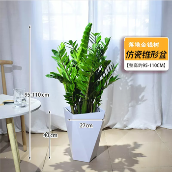 叹为观止 大型盆栽 单杆辫子发财树天堂鸟绿萝散尾葵办公室内开业乔迁礼品 金钱树0.9—1.1米 不含盆