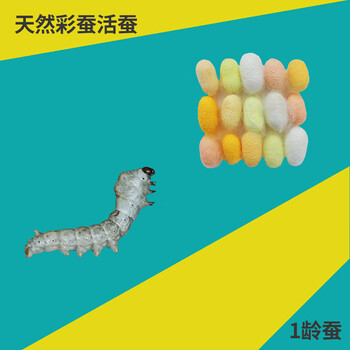 澳颜莱新鲜桑叶嫩蚕叶大小蚕宝宝食物一斤自种现摘现卖西安活蚕饲料