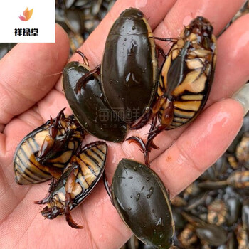 水蟑螂金边龙虱鲜活水鳖虫活体食用水甲虫水曱由药材水老鳖盖大螂10只