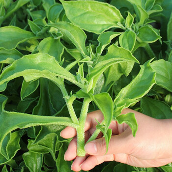 新鲜冰草冰菜蔬菜非洲花冰叶火锅即食生吃沙拉菜凉拌整箱5斤装