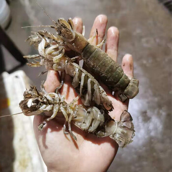 海族源 大连海鲜现捕鲜活大泸沽虾蝼蛄芦沟虾罗锅虾喇咕虾卢沟虾